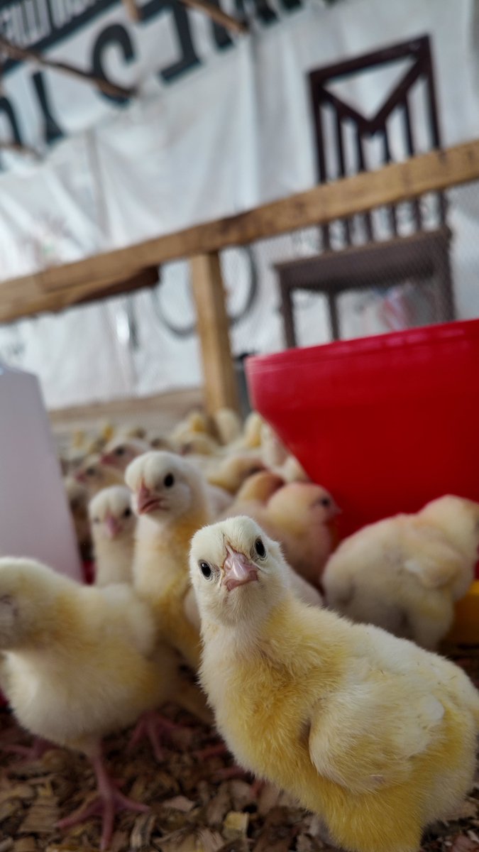 square_farms's tweet photo. Be sure to get to the last slide!

A new week means new opportunities to grow and improve! 

Whether you’re raising poultry or expanding your farm, every step counts. 
Let’s make this week productive!

 #MondayMotivation #SquareFarms
#squarefarmsafrica
#farming https://t.co/KJ5uQUPD1q
