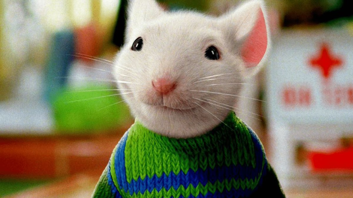 thiegonovais's tweet photo. O rato que fez Stuart Little está em negociações para ser o Perebas na série de Harry Potter.

Os fãs já questionam que o rato parece muito rico e playboy para o papel e gera polêmica na internet. https://t.co/TpqBovhoRp