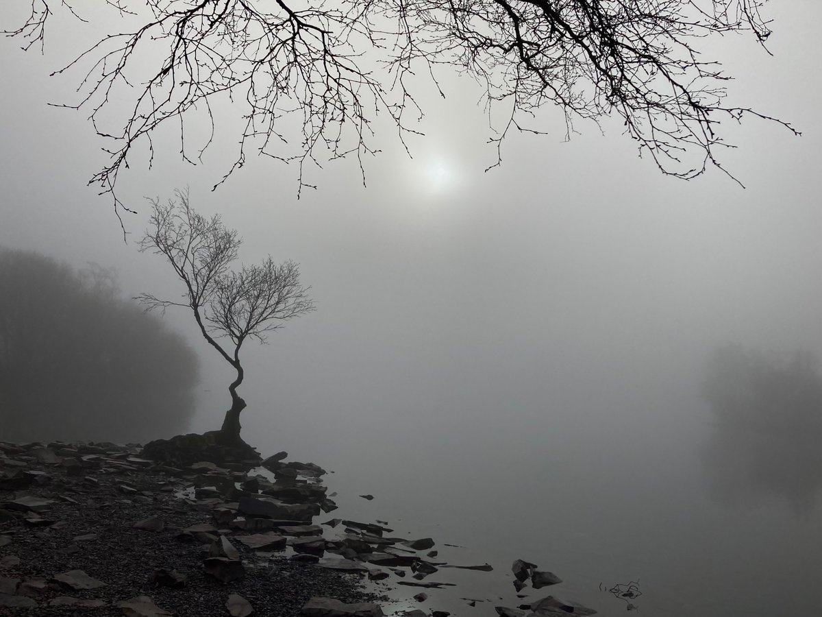 mynyddallyn's tweet photo. Y goeden unig, bore ma… The Lonely tree this morning… Before the mist cleared.. Llyn Padarn Mis Mawrth March 2025… #wales #cymru #llynpadarn #eryri #snowdonia #llanberis 🏴 🥰 https://t.co/3Xm66NT1VR