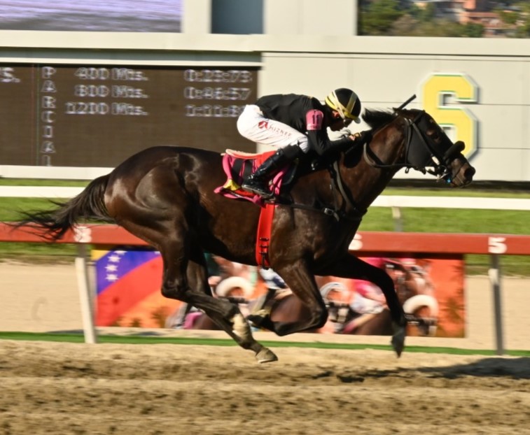 Gacetahipica's tweet photo. ¿Recuerdan otro ejemplar que haya ganado por más de 20 cuerpos en el hipódromo La Rinconada? 🏇🏻😱🚀

📸 José Aray https://t.co/xECle8kUHv