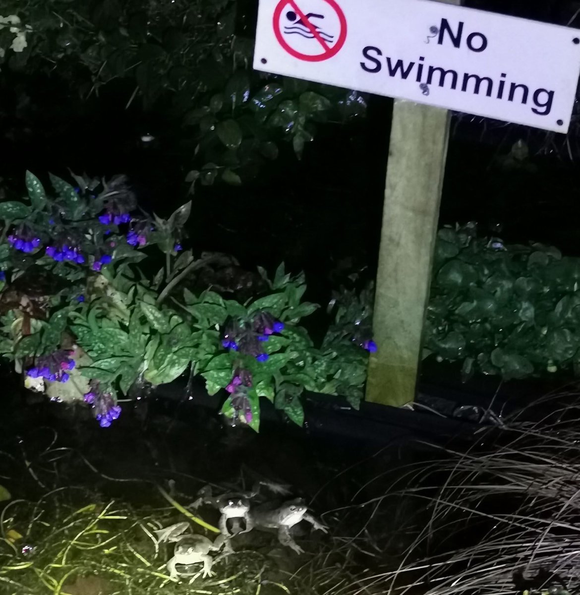 Colleenlduggan's tweet photo. Had to share this pic my Auntie Jackie took as it made me smile. They look so guilty! #guilty #froglife #noswimming https://t.co/w36yTSm79C