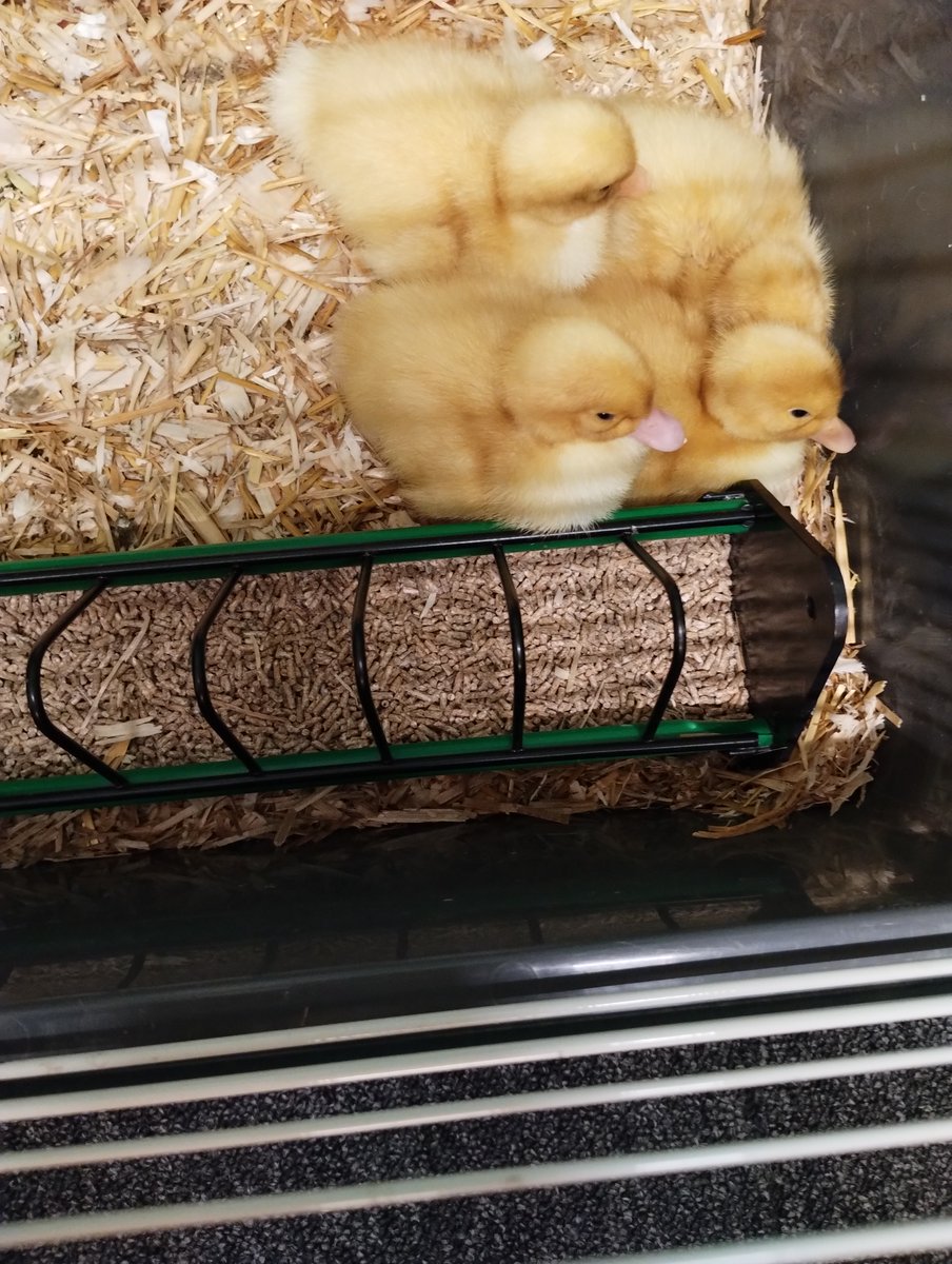 Solebay Primary tweet media