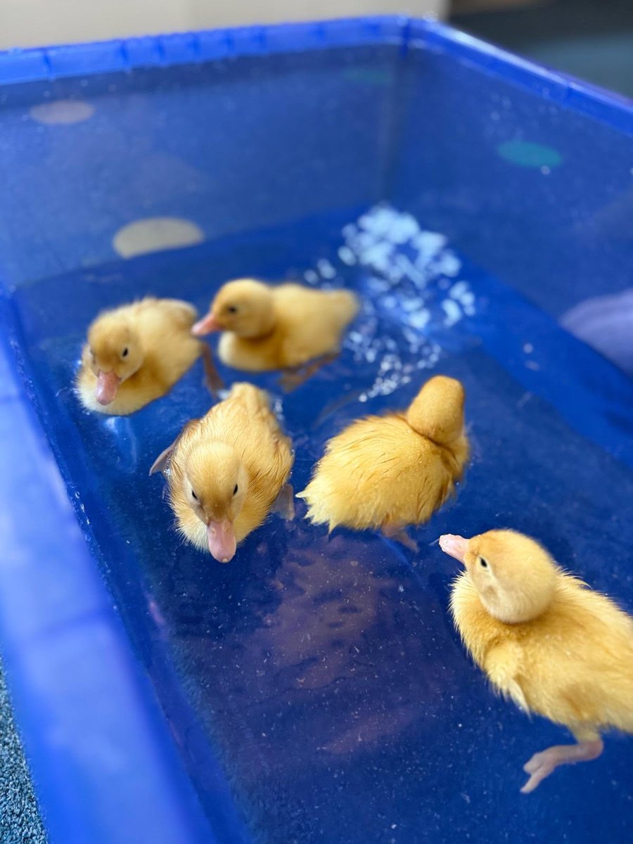 Our nursery ducklings are growing up! Here they are having their very first swim!