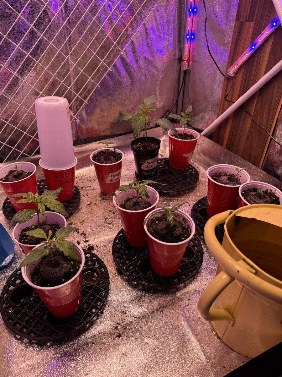 heretic conker tweet media