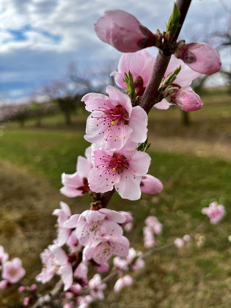 Le printemps est arrivé en Alsace 💕👩🏼‍🌾🌸 pêchers et abricotiers fleurissent … #ceuxquifontlesfruits