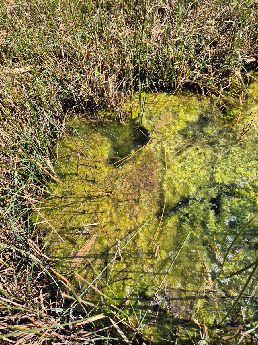 Green Spaces Officer, Hannah, has spotted early frogspawn in the Lye Valley, a sure sign that spring is on the way! Lye Valley is managed by Oxford City Council but did you know OPT looks after other fen valleys like Mathew Arnold Reserve &amp; Larkins Lane?🐸✨