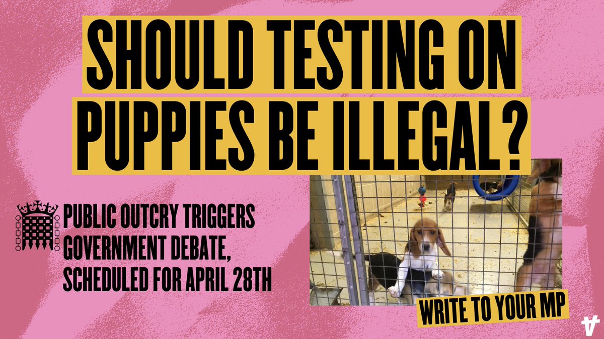 AnimalRising's tweet image. 231,033 people signed a petition calling on the government to end the use of dogs in #animaltesting, triggering a parliamentary debate. 🧵
