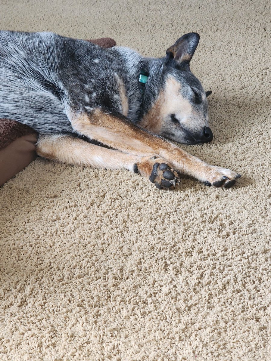 Rare photo of Smokey, the velociraptor sleeping.  shhhhh