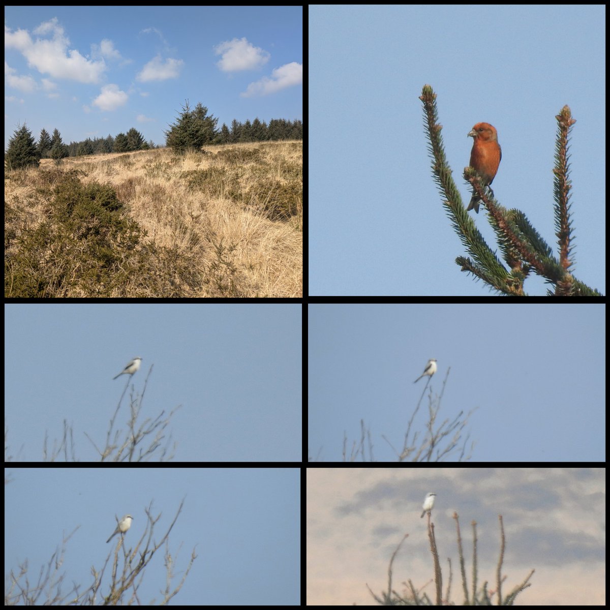 Great Grey Shrike showed well in the Bellever area of Dartmoor today, although heat haze meant lots of fuzzy pix! Supporting cast of 2 Brambling, 2 Crossbill, Redpoll and 2 Fieldfare. A sunburnt forehead was unexpected! #birding #ukbirding #birds