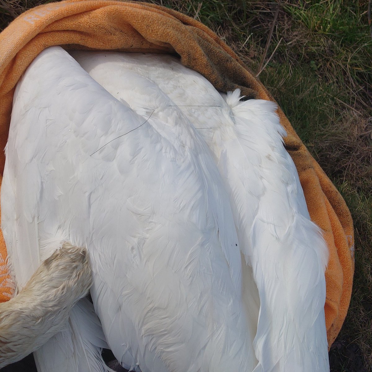 En svan fastnade i fiskelina vid Nöbbelövs mosse – räddningstjänst kallades ut. Fiskelinor hotar fågellivet. Inför fiskeförbud och skydda naturen! In och rösta om du är boende i Lunds kommun.
service.lund.se/Citizen/Propos…
#lundaförslaget #Lundskommun #lundpol #nöbbelövsmosse
