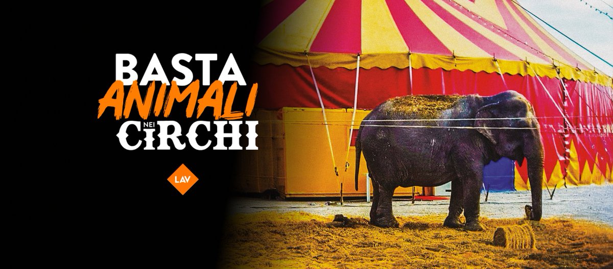 LAV Bari tweet media