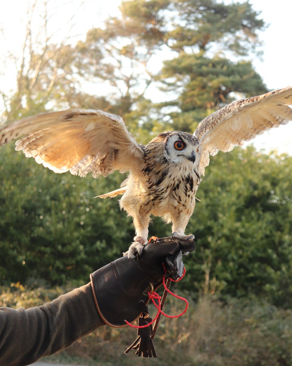 Experience falconry at Luttrellstown Castle Resort✨

Get up close with amazing birds of prey in a hands-on experience with Dublin Falconry. Choose from a Hawk Walk, Falconry Experience, or Owl Experience and even fly the birds yourself during your stay.