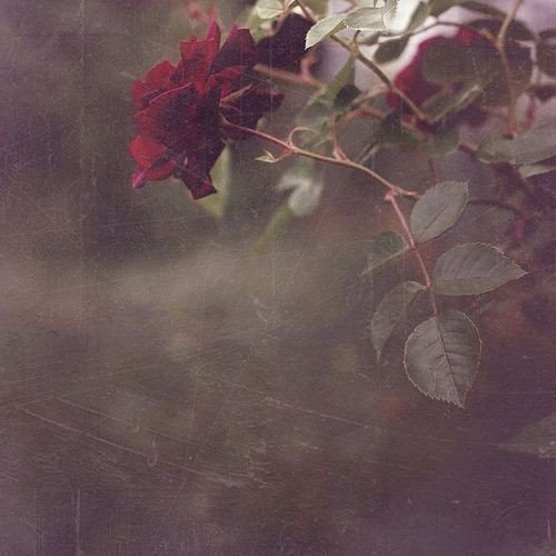 Ey dervîş diyen bana nem durur dervîş benim
Dervîşlik yaylasında hareketim kış benim

Kendözümü görürem sallanuben yürürem
Buğz-u kibr-ü adavet gönlümü almış benim

Dervîş adın edindim dervîş donun donandım
Yola bakdım utandım hep işim yanlış benim