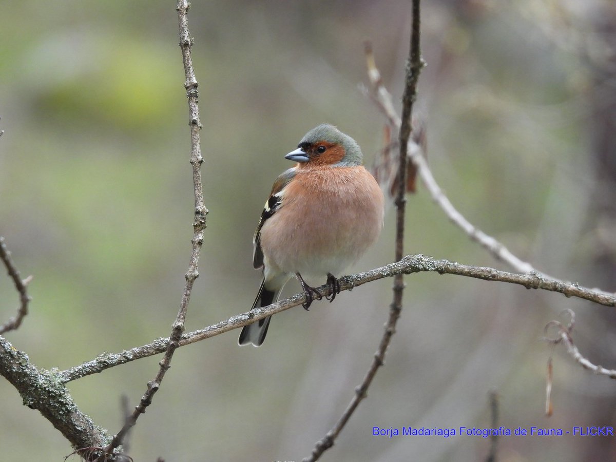 Macho de Pinzón Vulgar (Fringilla coelebs) un ave bastante frecuente dependiendo en qué zonas