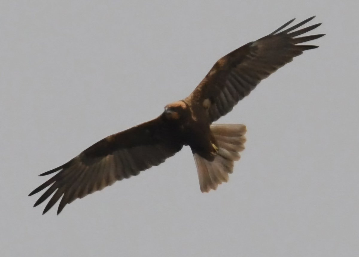 Un'altra domenica di birdwatching nel Beigua con tanti appassionati e anche il gruppo LIPU Tigullio.
Check list ricca: 9 Bianconi, 20 Aquile minori, 19 Falchi di palude, 3 Poiane, un Corvo imperiale, 2 Cince dal ciuffo, una Cinciallegra, 2 Luì grosso, 3 Luì piccolo, 4 Pispola