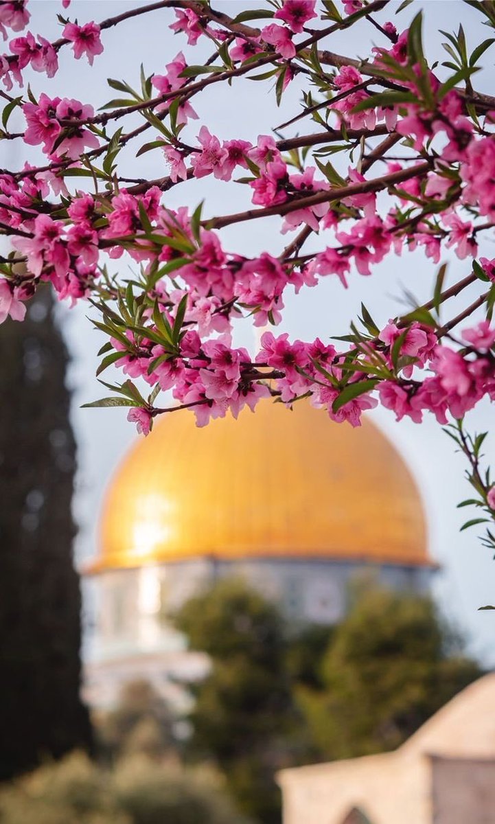 فلسطين ليست قضية شعب محتل فقط، بل قضية كل إنسان حر يرفض الظلم والاستبداد. اليوم نقف مع غزة بقلوبنا وكلماتنا ومواقفنا. #فلسطين_قضية_الاحرار