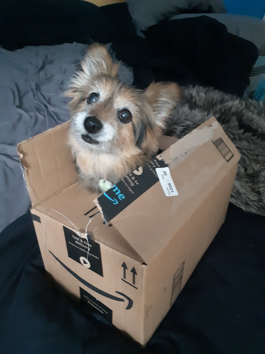 Coffee Addicted Dog tweet media