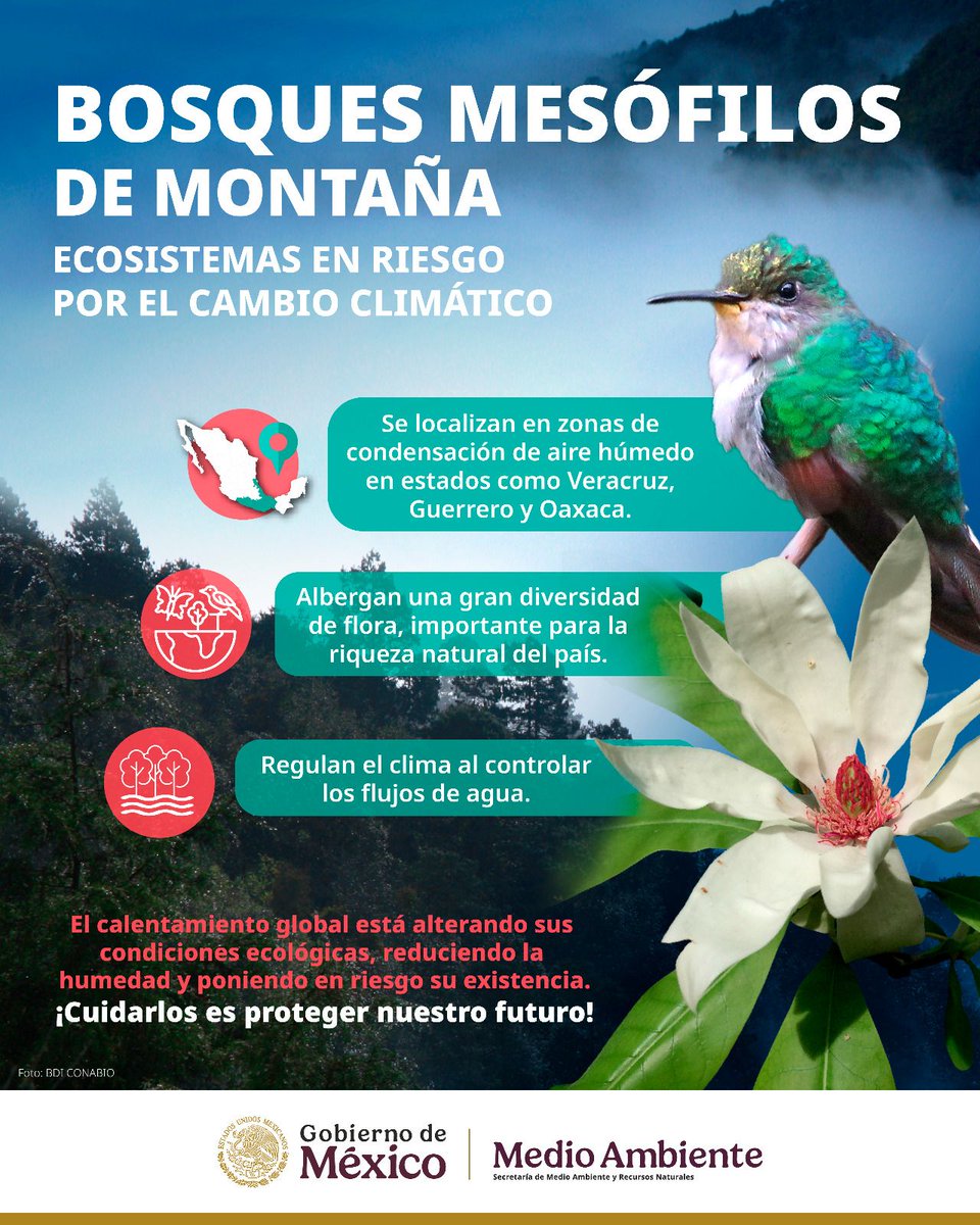 #AcciónClimática | Adéntrate a conocer más sobre los bosques de neblina, también conocidos como #BosquesMesófilos. 🌲

Son regiones prioritarias para la conservación por los servicios ecosistémicos que proporcionan, como la regulación del clima, la producción de agua y de