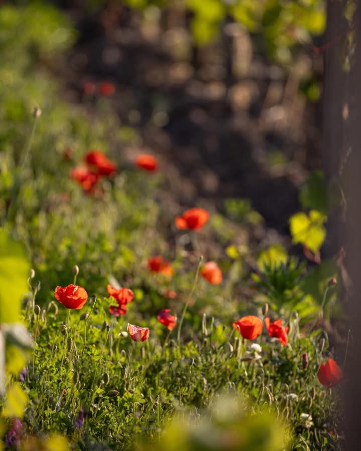 grandebougie's tweet image. Le début d’un nouveau cycle. 
Les racines des couverts végétaux renforcent la structure du sol tout en contribuant à une fertilisation naturelle et durable.
#SaintEmilion #Vigne #Printemps 
🌸🥰🌸