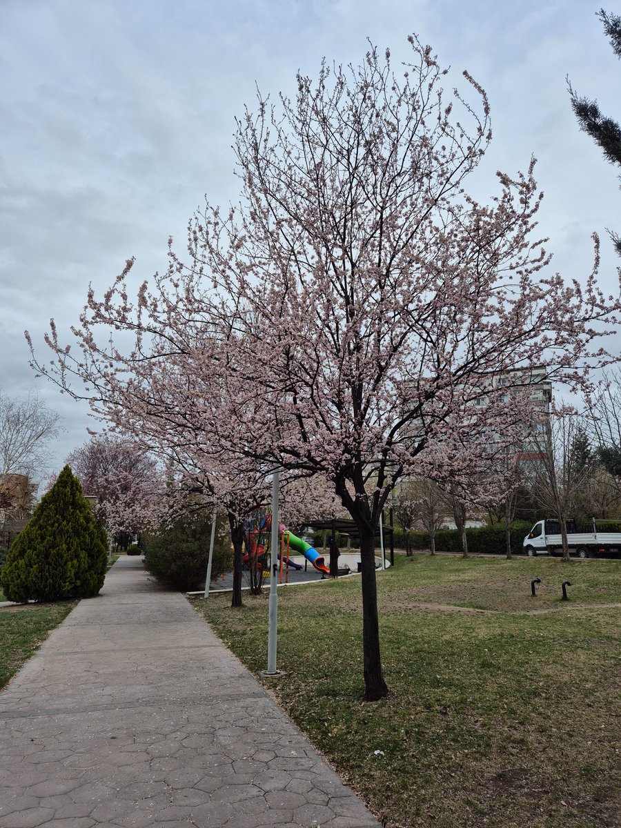Geçtiğimiz günlerde Ankara, gece donlarında -6 derecelere düştü. Çiçek açan kayısılar daha çok zarar görürken erikler daha az zarar gördüler. Batıkent/Ankara