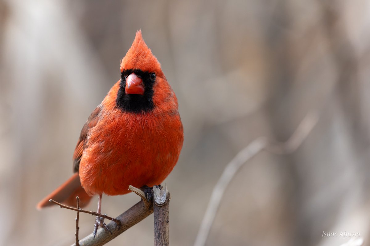 Isaac Ahuvia (@isaacahuvia) on Twitter photo Northern Cardinal at the Vale of Cashmere in Prospect Park #birds #birding #birdphotography #naturephotography <a href="/BirdBrklyn/">Brooklyn Bird Alert</a> Northern Cardinal at the Vale of Cashmere in Prospect Park #birds #birding #birdphotography #naturephotography <a href="/BirdBrklyn/">Brooklyn Bird Alert</a>