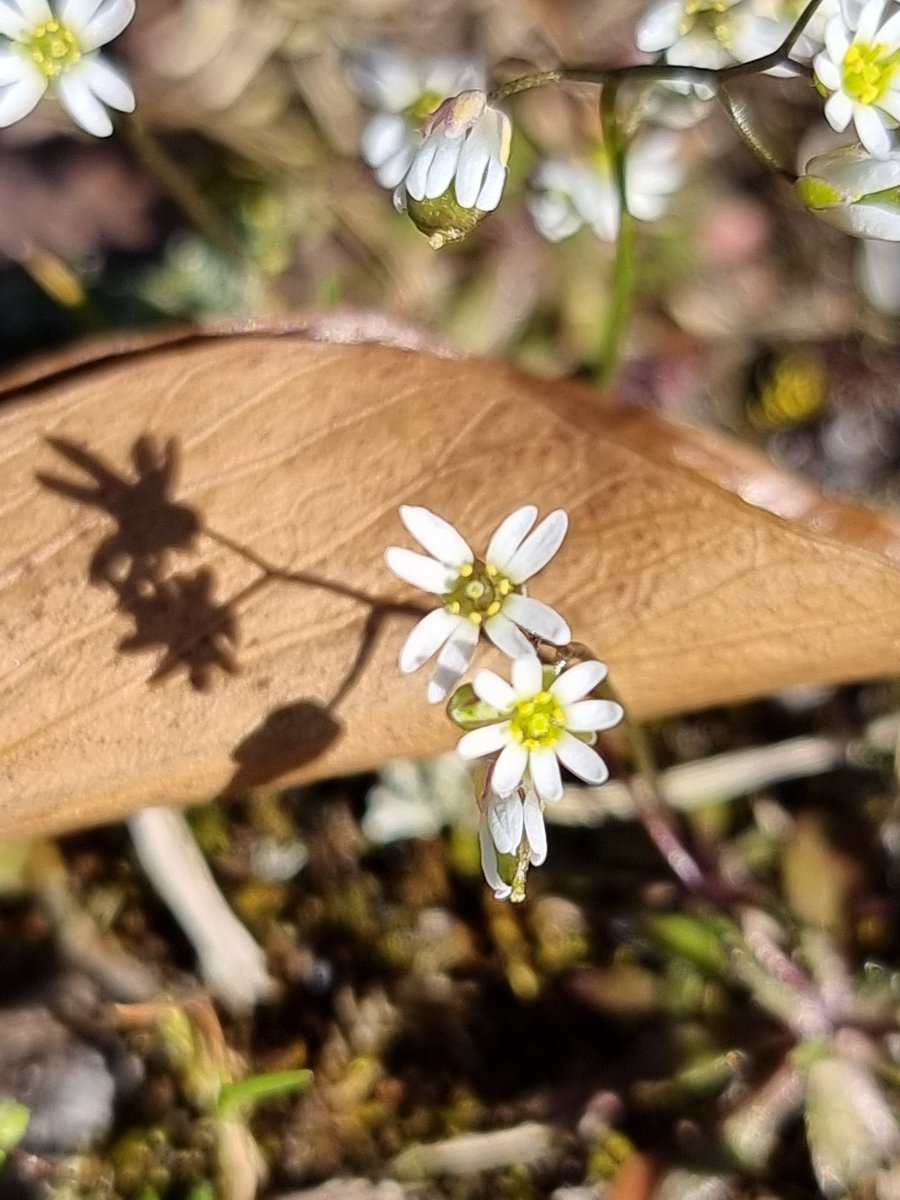 respecting nature tweet media