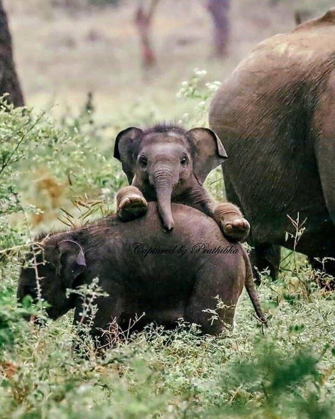 If Animals Matter to You, Leave a Red Heart😍💕🐘