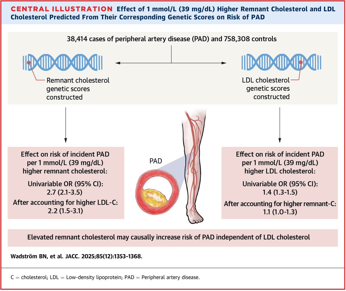 Borge G Nordestgaard (@bnordestgaard) on Twitter photo Elevated remnant cholesterol (and not LDL cholesterol) had a causal effect on risk of PAD. Time to take elevated remnant cholesterol seriously? Look for high triglycerides to find the patients.
authors.elsevier.com/a/1kpai2d9GI1v… Elevated remnant cholesterol (and not LDL cholesterol) had a causal effect on risk of PAD. Time to take elevated remnant cholesterol seriously? Look for high triglycerides to find the patients.
authors.elsevier.com/a/1kpai2d9GI1v…