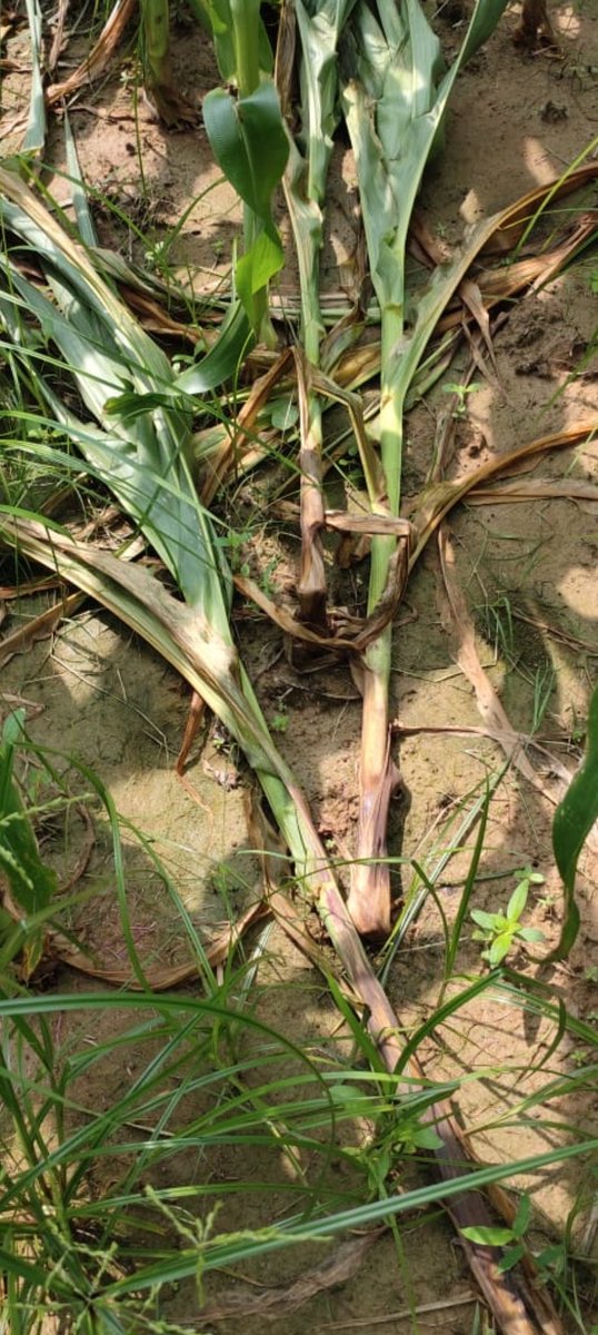 Stalk rot of #Maize/#Corn
It could be bacterial stalk rot or Pythium stalk rot .In BSR, more faul smell emits from rotten parts, plant remain standing &amp; leaves roll. In PSR plants lodge with twisted base, leaves remain fresh, very less odour emits from  affected base.<a href="/alabamaED/">Ed Sikora</a>