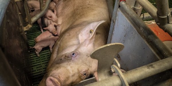 minpin78's tweet image. 🐖🐓If you haven't yet, PLEASE Sign this VITAL Petition: #End the use of #Cages and #Crates for all #Farmed #Animals petition.parliament.uk/petitions/7063…