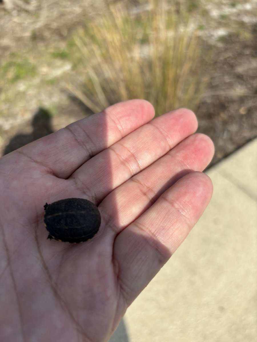 How do these turtle babies survive without being eaten like a chip by every predator out there.