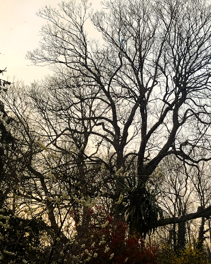 Give me this hour with its last gasp of solar alchemy. This hour when shadows walk from the woods. For it is a time of spirit murmurations and dissolved borders. All natural magics at the change of their tides. – #DAKilroy, 1982