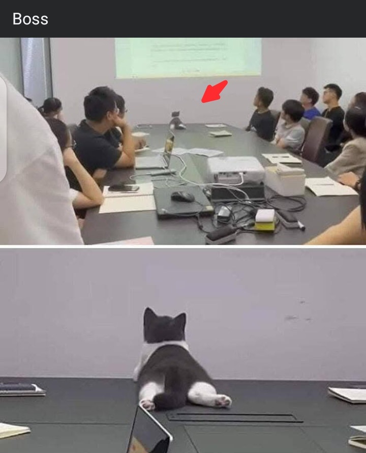 Punch Cat (@punchingcat) on Twitter photo 