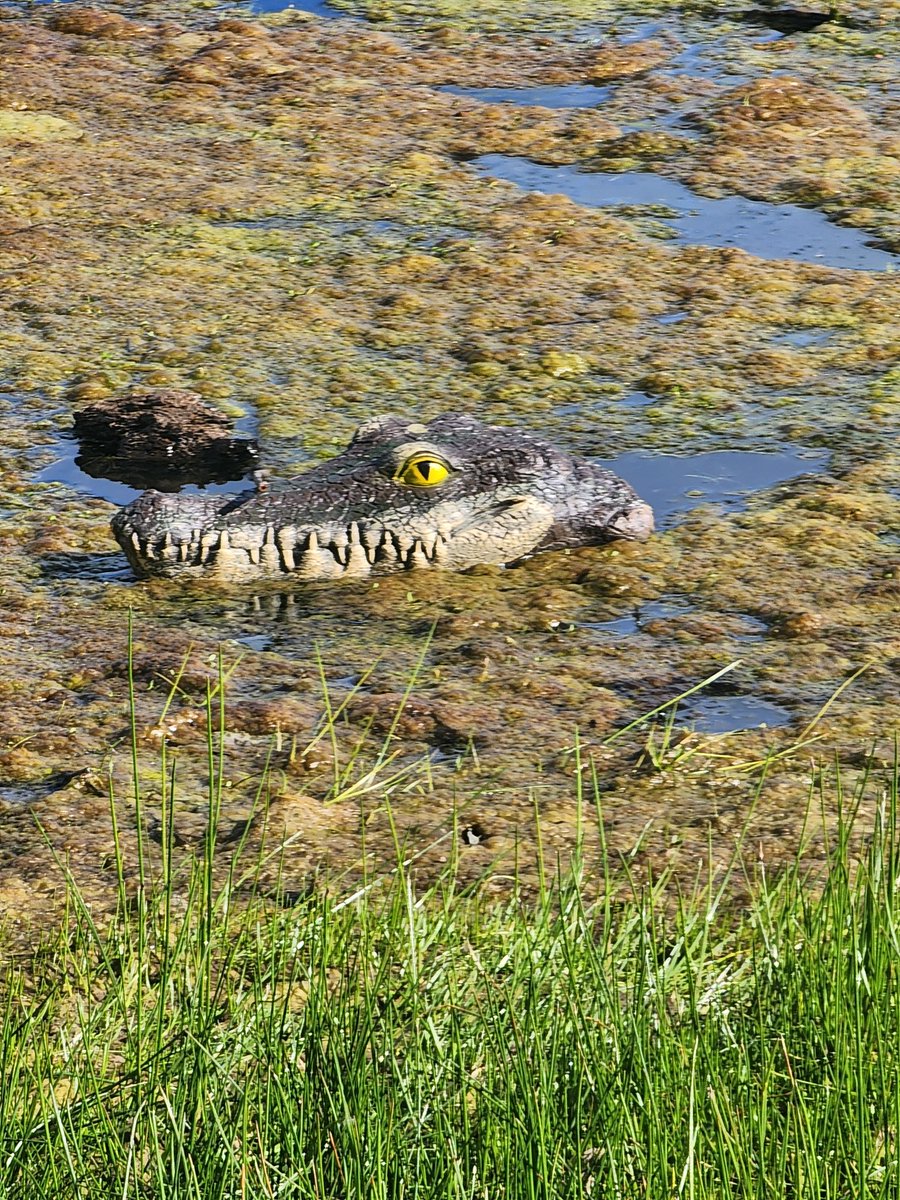 I think I'll skip that swim. #animals #Swim #pond