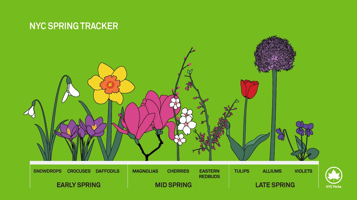 Spring has sprung in NYC and blooms of all colors, shapes, and sizes are on the way!

Use our Spring Tracker to see what stage of the season we've hit let us know what petals you've spotted on your adventures across the city #SignsOfSpring 🌸