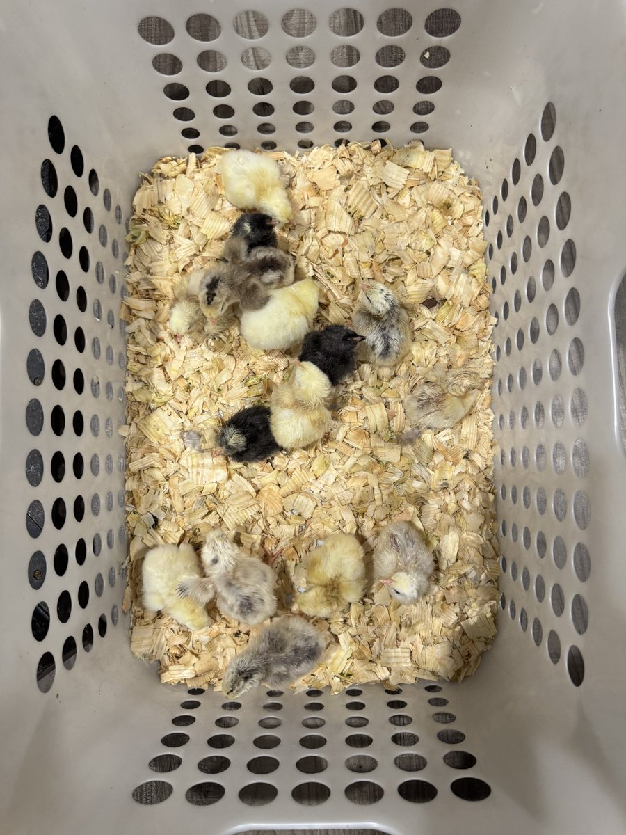 Well camouflaged chicks 😂 how many do you see?