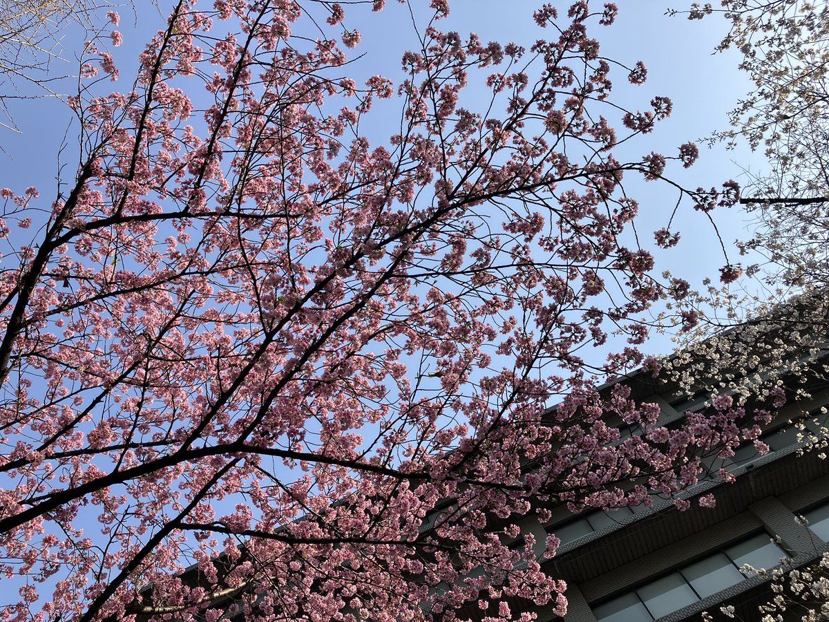 micami9's tweet photo. 今朝の桜開花状況🌸千代田区編
外務省周辺は、ソメイヨシノはまだこれからって感じ🌸
大きい鳥がワチャワチャしててピンクの花びらが舞う朝の風景🌸
#桜　#東京　#外務省  #霞が関 https://t.co/3o69k1HaM8