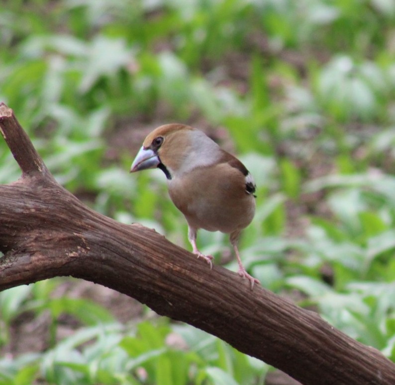 A few more shots of the Hawfinch that inhabit the woodland of Tongwynlais, North of Cardiff, South Wales. March 2025.  Can't get enough of these brilliant birds. 
#Springwatch <a href="/BBCSpringwatch/">BBC Springwatch</a>