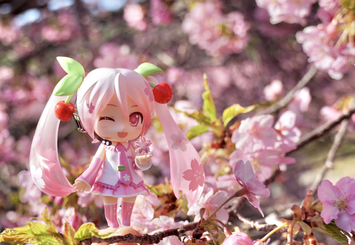 🌸ご予約受付中🌸

ねんどろいど 桜ミク 2.0
＿＿＿＿＿＿＿＿＿＿

⚠️グッスマ公式ショップ限定です！一般の店舗さんには並びませんのでご注意ください。
⚠️受注生産です。ご予約で必ずお迎えいただけますのでご安心ください。

▶️goodsmile.link/tWMOpg

#ねんどろいど #桜ミク #初音ミク