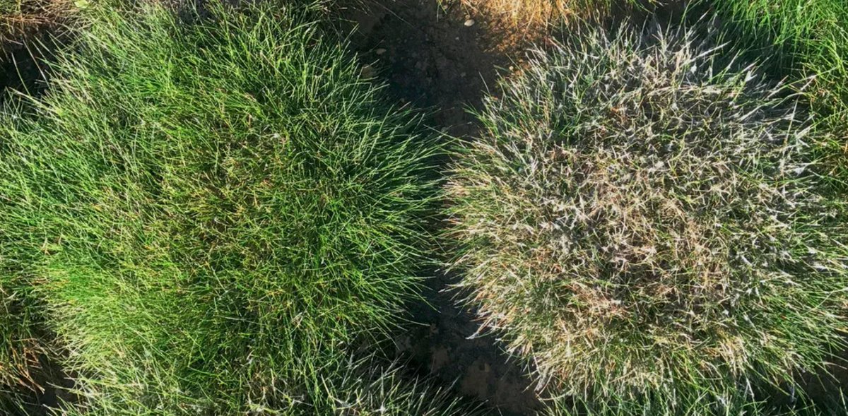 crop_science's tweet photo. Plant disease resistance starts at the genetic level! A new article reveals that resistance to #DollarSpot in #HardFescue is linked to the beneficial fungus Epichlöe festucae. https://t.co/orhqjweCSD #TurfResearch #OpenAccess https://t.co/7YobSeOAOH