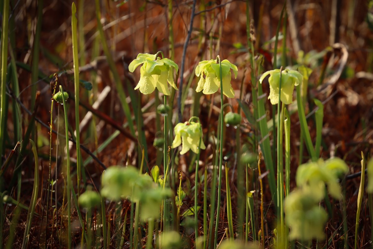 Pale pitcher plant flowers on a fine spring morning 🌻

#CarnivorousPlants are popping up around the #BigThicket. Read more here: nps.gov/bith/learn/nat…