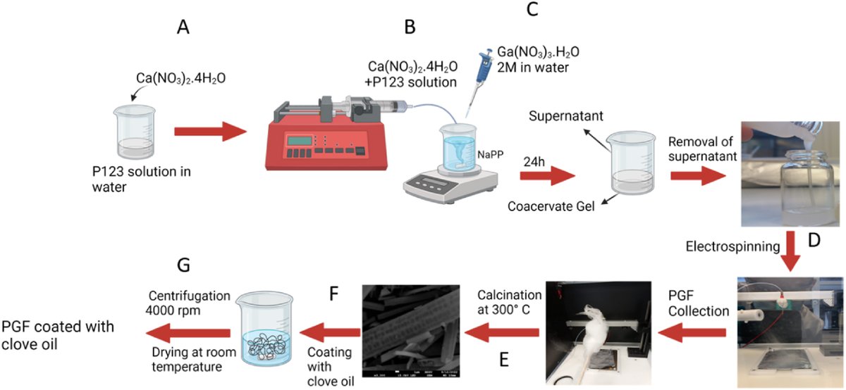 Biomaterials_Erlangen (@boccaccini_lab) on Twitter photo Sharing our recent paper on electrospun phosphate-based glass fibres containing Ga and clove oil, led by Zarrin Moghaddam & Dr Daniela Carta <a href="/UniOfSurrey/">University of Surrey</a> and <a href="/Boccaccini_Lab/">Biomaterials_Erlangen</a> contribution. Great 🇬🇧🇩🇪🇦🇹collaboration. It can be downloaded before 11 May 2025➡️authors.elsevier.com/c/1kozf~2-FI~vh Sharing our recent paper on electrospun phosphate-based glass fibres containing Ga and clove oil, led by Zarrin Moghaddam & Dr Daniela Carta <a href="/UniOfSurrey/">University of Surrey</a> and <a href="/Boccaccini_Lab/">Biomaterials_Erlangen</a> contribution. Great 🇬🇧🇩🇪🇦🇹collaboration. It can be downloaded before 11 May 2025➡️authors.elsevier.com/c/1kozf~2-FI~vh