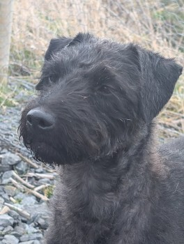 millypod1's tweet photo. 🆘22 MAR 2025 #Lost STELLA #ScanMe
OLDER Black Patterdale Terrier Female
nr Hownsgill Industrial Park #Consett #CountyDurham #Durham #DH8
https://t.co/ulMnJ8oMGK https://t.co/jpW5l8cRUF