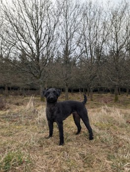 millypod1's tweet photo. 🆘22 MAR 2025 #Lost STELLA #ScanMe
OLDER Black Patterdale Terrier Female
nr Hownsgill Industrial Park #Consett #CountyDurham #Durham #DH8
https://t.co/ulMnJ8oMGK https://t.co/jpW5l8cRUF