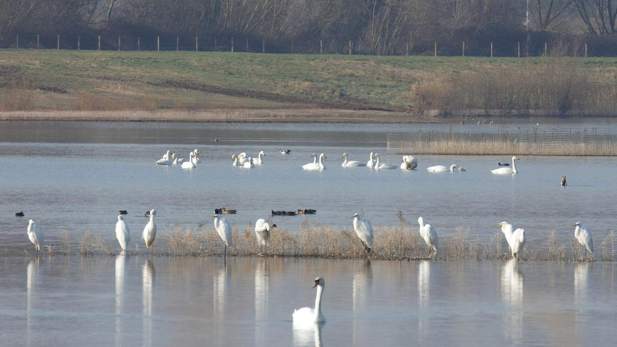 RSPB Langford Lowfields (@rspblangford) on Twitter photo Floating Bridge reattached today! So the full Trail around Phase 1 is now open . Loads of great birds over the last few days... wheatear, sand martins, glossy ibis (3 seen today!), spoonbill, marsh harrier, red kite, ruff, great white egrets & whoopers photo by <a href="/StuartCarlton48/">Stuart Carlton</a> Floating Bridge reattached today! So the full Trail around Phase 1 is now open . Loads of great birds over the last few days... wheatear, sand martins, glossy ibis (3 seen today!), spoonbill, marsh harrier, red kite, ruff, great white egrets & whoopers photo by <a href="/StuartCarlton48/">Stuart Carlton</a>