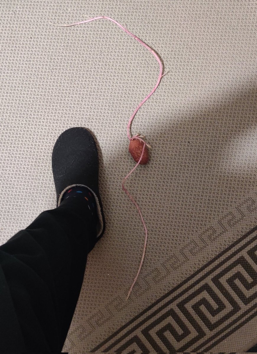 "WHERE'S THE SOIL?!"

Found behind my slow cooker 😅Must've dropped out of the bag eons ago. Size 10(UK) foot for reference
