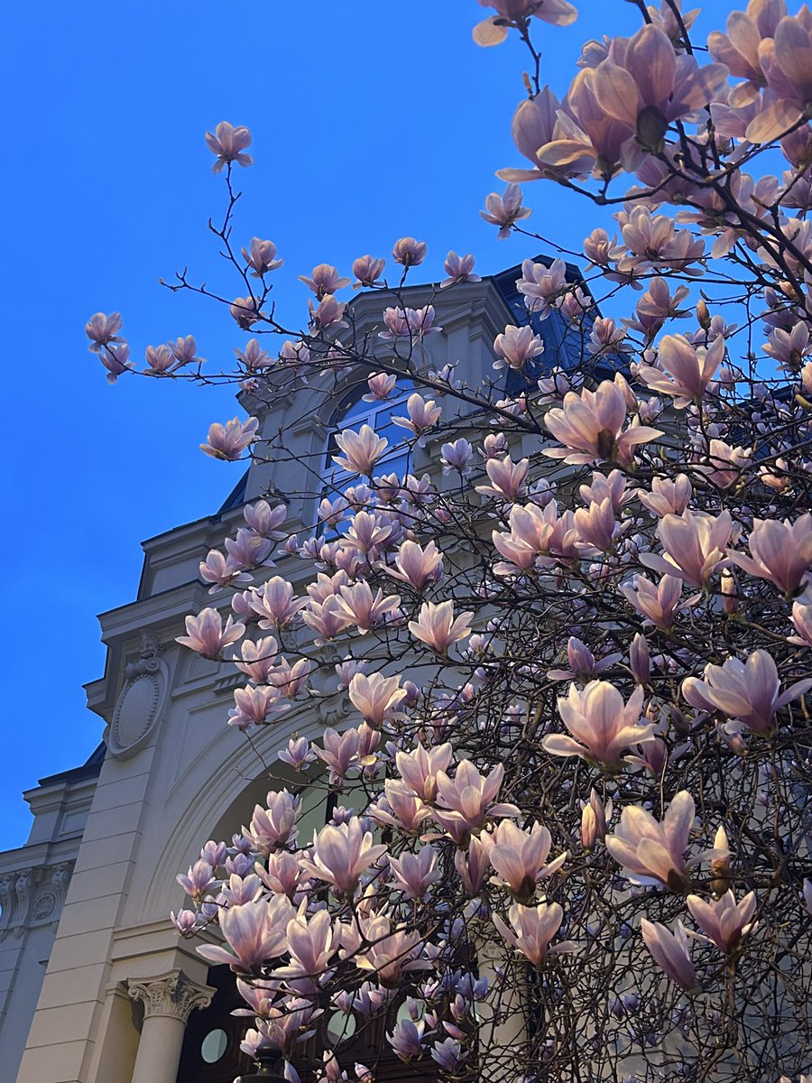 I am such a good example for what you focus on, you get more of. 

I love magnolias. 

I find the best trees in the city. 

Another day, another magnolia. 

So happy and thankful for this.