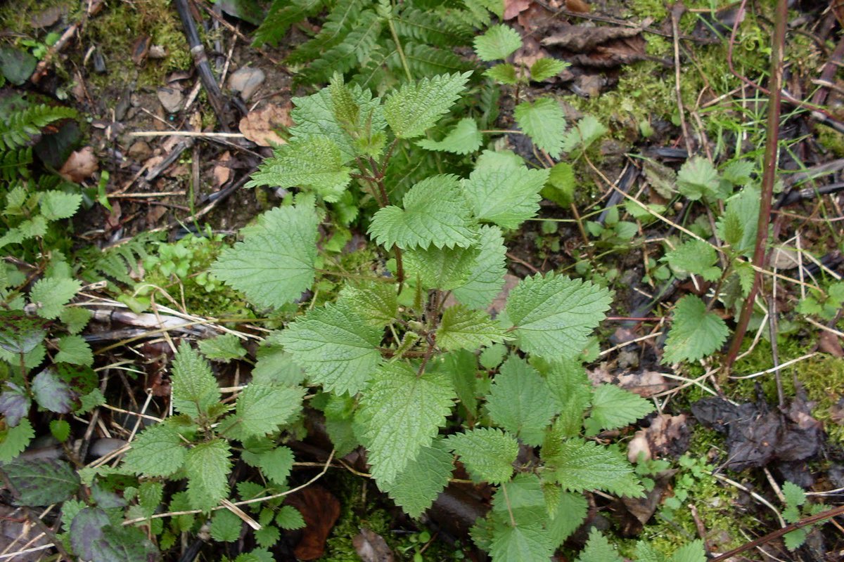 ¿Sabes por qué pican las ortigas?

Las ortigas están cubiertas de pequeños pelos que al rozarlos se rompen soltando sustancias irritantes como histamina, acetilcolina, serotonina y ácido fórmico. Estas sustancias provocan una sensación de picazón en la piel.