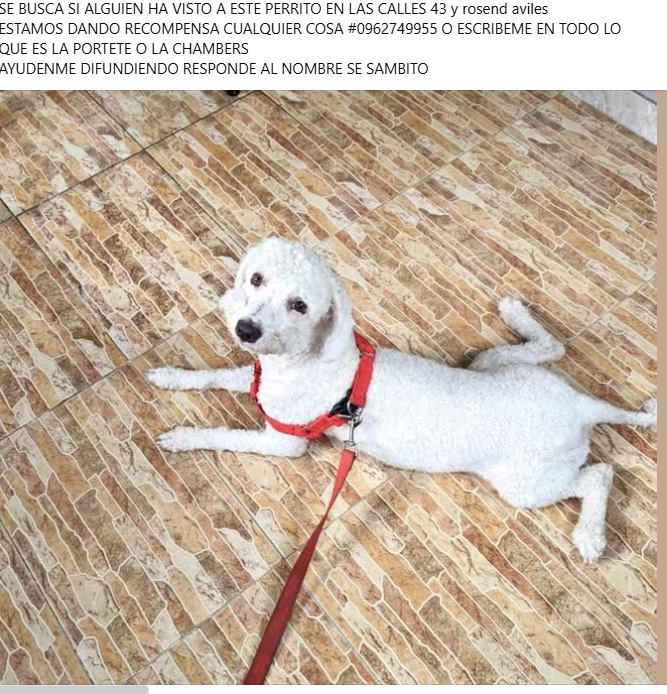 AlertaMePerdi's tweet photo. #PERDIDO #GUAYAQUIL
Nombre: #SAMBITO
Fecha: 24/03/25
Sector: Sur, 36ava. y Chambers
Sexo: Macho
Raza: French
Obsv.: Manchita en el ojo lunar, pelaje blanco, pechera roja, esterilizado
Contacto: 0969345204
SE OFRECE RECOMPENSA
¡Ayúdalo a volver con su familia!
#AlertaMePerdí https://t.co/JGyTmFqppG