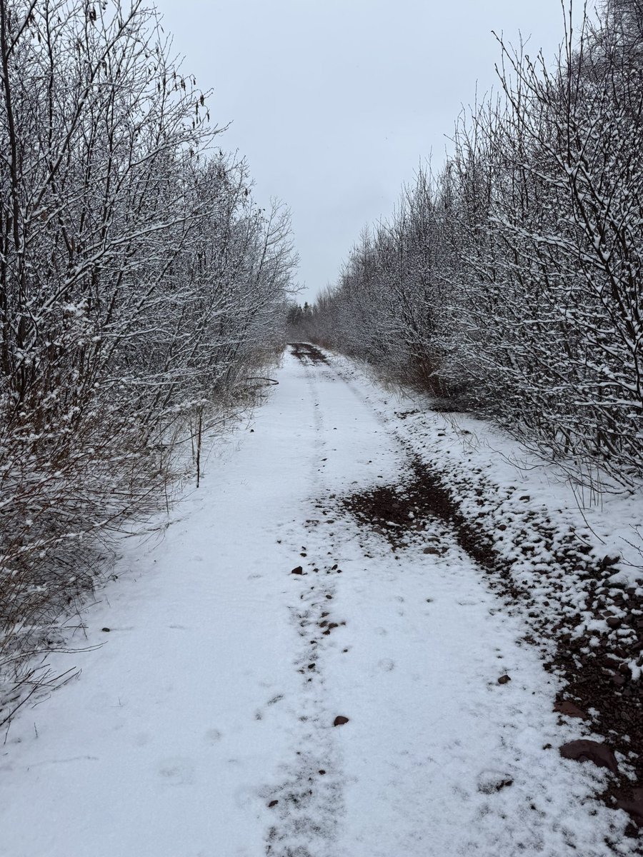 Botwood Collegiate tweet media